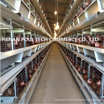 Layer Farm Equipment Cage System (cadre H)